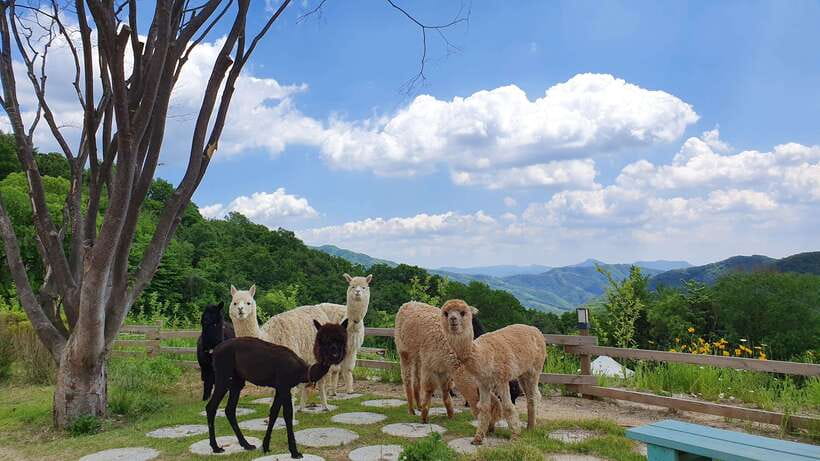 Seoul: Alpaca, Nami, Morning Calm or Eobi (+Rail Bike) - Key reasons this day trip works