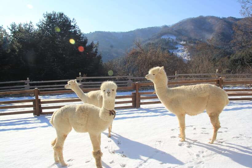 Seoul: Alpaca, Nami, Morning Calm or Eobi (+Rail Bike) - Rail bike through the Zelkova Tunnel: the seasonal workout option