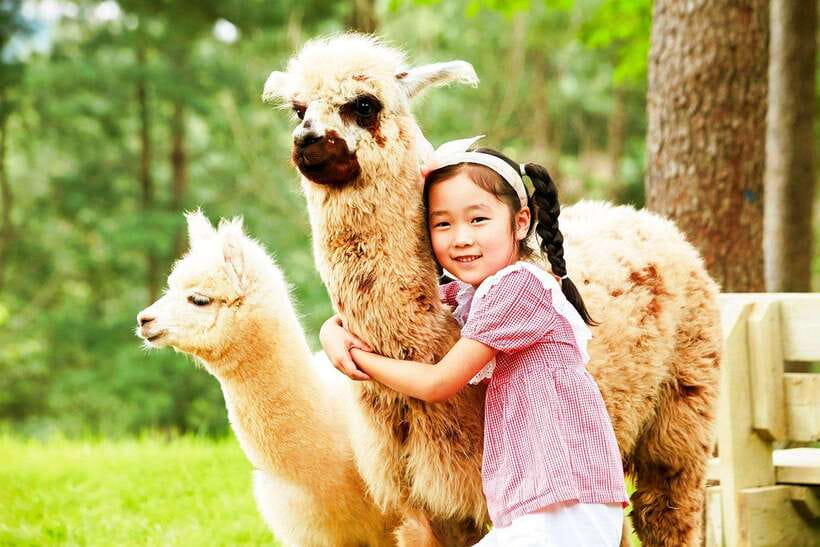 Seoul: Alpaca, Nami, Morning Calm or Eobi (+Rail Bike) - Alpaca World: fluffy forest time that still stays efficient