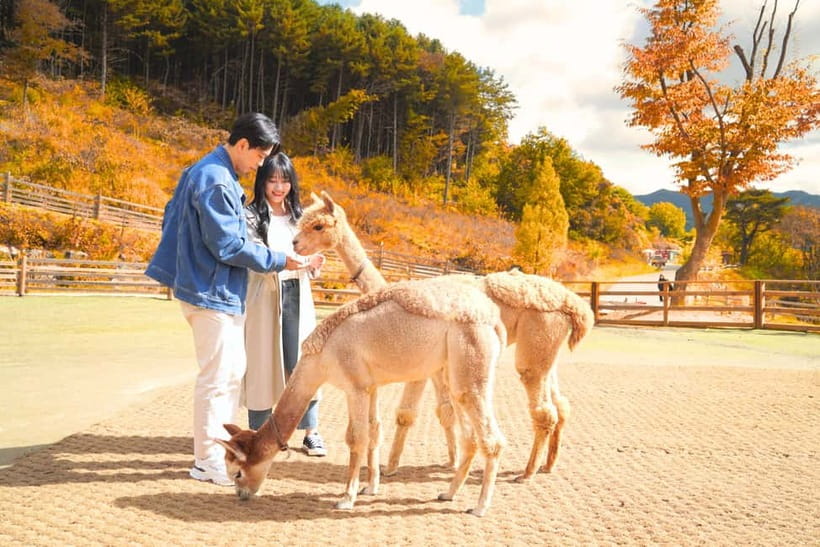 Seoul: Alpaca World and Nami Island (with Garden / Railbike) - Nami Island’s tree-lined walks and art stops