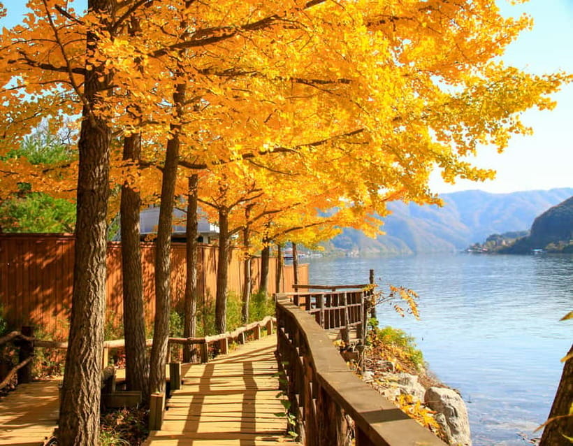 Seoul: Alpaca World & Nami Island optional Gangchon Railbike - Nami Island’s tree-lined avenues and photo-friendly art stops