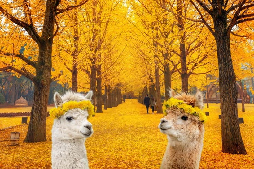 Seoul: Alpaca World & Nami Island optional Gangchon Railbike - Alpaca World: petting, feeding, and the feel-good factor