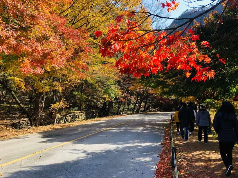 Seoul: Autumn Foliage - Mt. Naejang + Jeonju Hanok Village - Mt. Naejangsan National Park: late autumn color and the walkable mountain feel