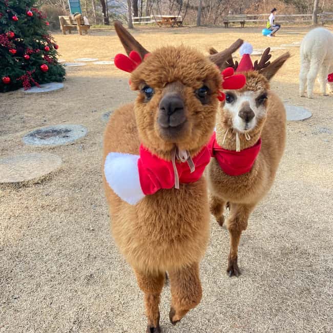 Seoul: Eobi Ice Valley, Alpaca World, Nami Island and More - Who should book this, and who should skip it