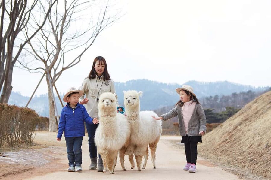 Seoul: Eobi Ice Valley, Alpaca World, Nami Island and More - Nami Island: Winter Sonata vibes, walk time, and a season check