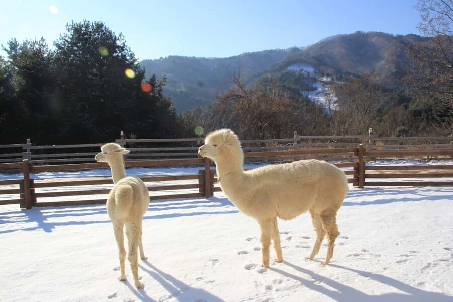 Seoul: Eobi Ice Valley, Alpaca World, Nami Island and More - Alpaca World: warm vibes and the reality of a timed animal visit