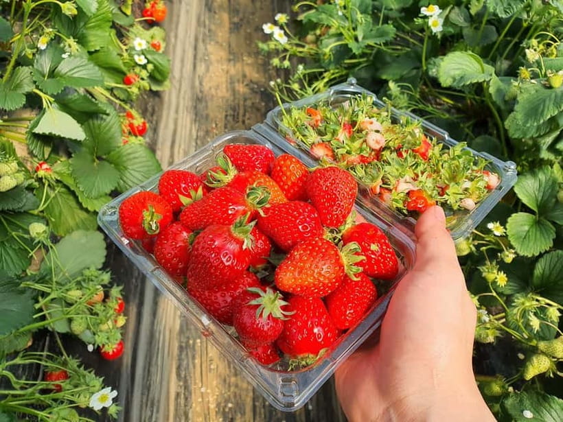 Seoul: Eobi Valley(Winter), Strawberry, Nami Island and Bike - The full-day flow from Seoul: why this combo works