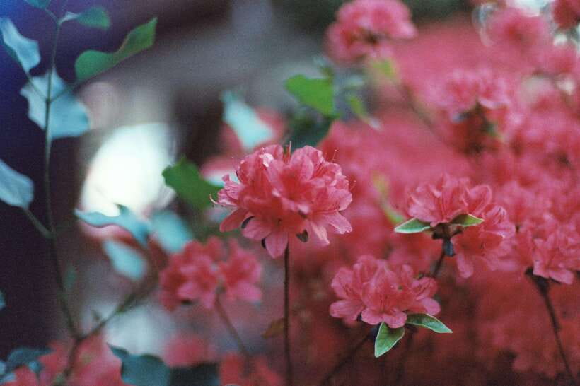 Seoul Film Camera Club - Price and value: is $55 fair for 3 hours of film?