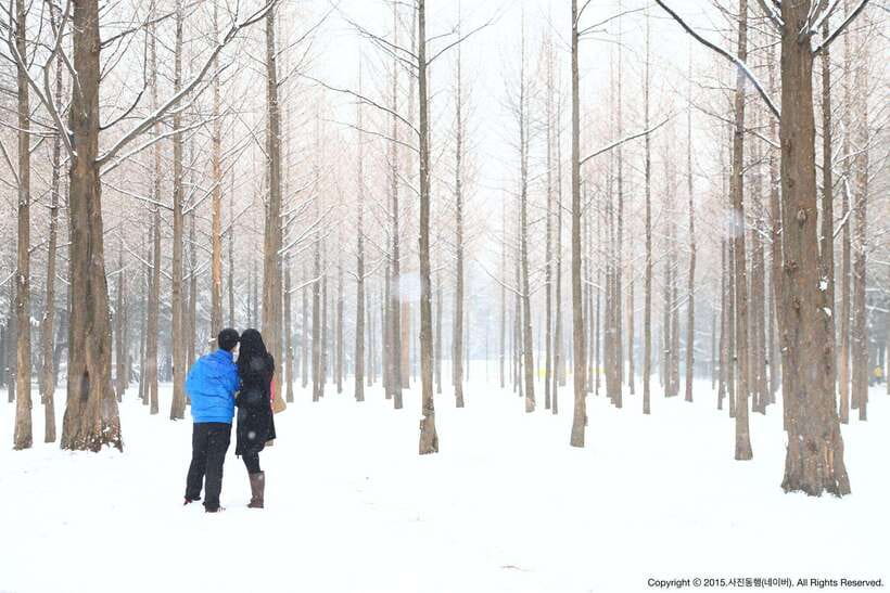 Seoul: Full-Day Winter Trip Ski Resort, Ice Valley, Namiseom - Price and value: what you really get for about $48