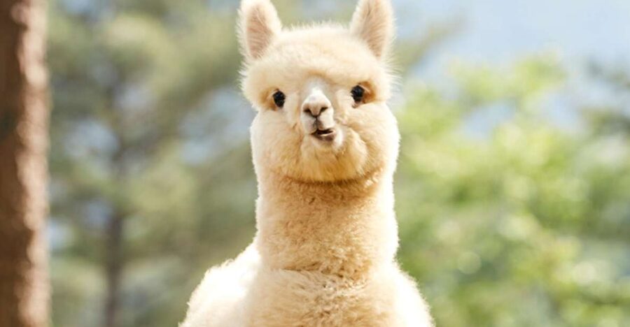 Seoul: Gangwon-do Day Trip with Alpaca World & Nami Island - Key highlights you will actually feel