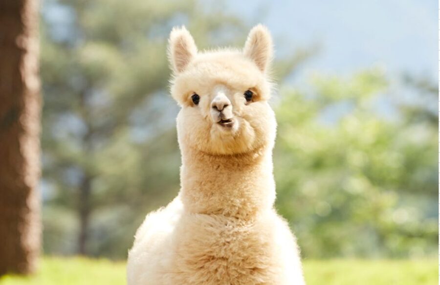 Seoul: Gangwon-do Day Trip with Alpaca World & Nami Island - Price and value: what $64 buys you in real terms