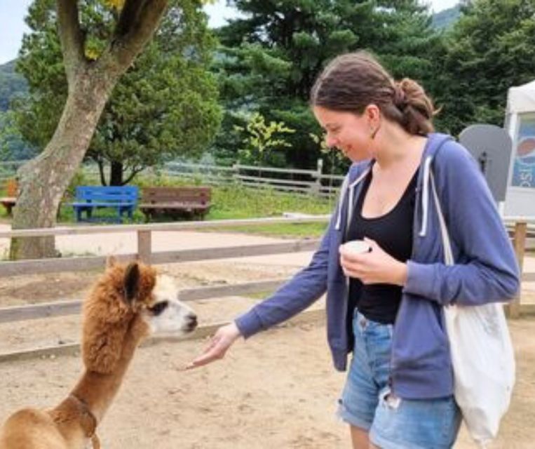 Seoul: Gangwon-do Day Trip with Alpaca World & Nami Island - Who this day trip suits best