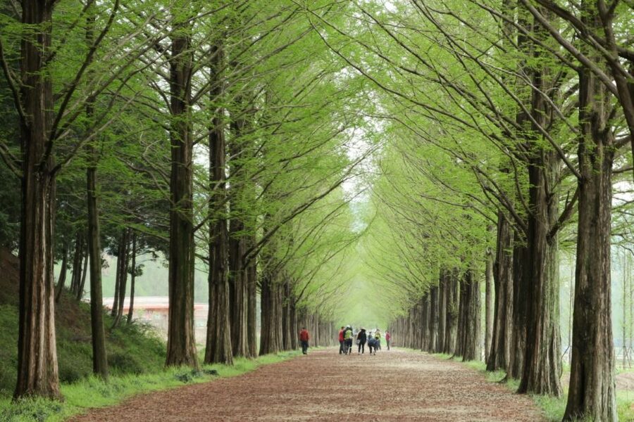 Seoul: Gangwon-do Day Trip with Alpaca World & Nami Island - Nami Island: where the trees do most of the work
