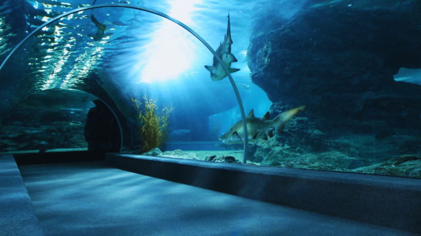 Seoul: Lotte World Aquarium Ticket - Key Highlights Worth Your Day