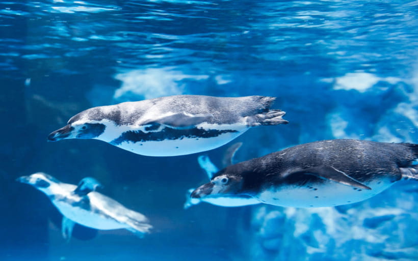 Seoul: Lotte World Aquarium Ticket - First, Know What This Ticket Actually Does