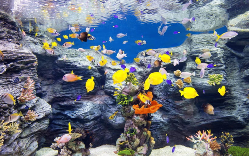 Seoul: Lotte World Aquarium Ticket - The Aquarium’s Core Story: 5 Oceans Across 13 Exhibits