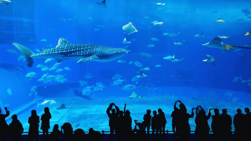 Seoul: Lotte World Aquarium Ticket - Redemption Game Plan: E-Ticket to Physical Ticket