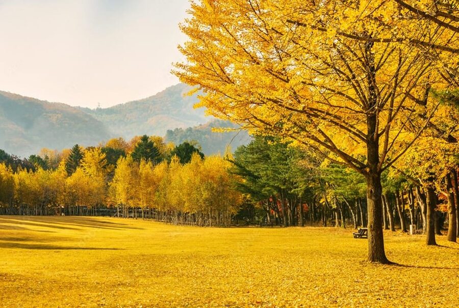 Seoul: Mt. Seorak & Nami Island & Eobi Ice Valley Day Tour - What to pack (so winter feels fun, not miserable)