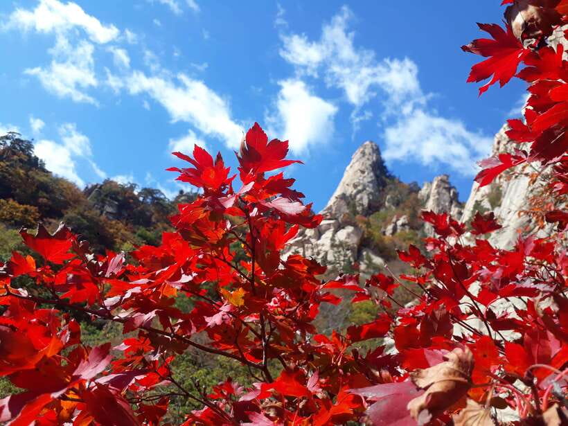 Seoul: Mt.Seorak, Nami Island & Korean Garden, No Shopping - Quick takeaways before you go