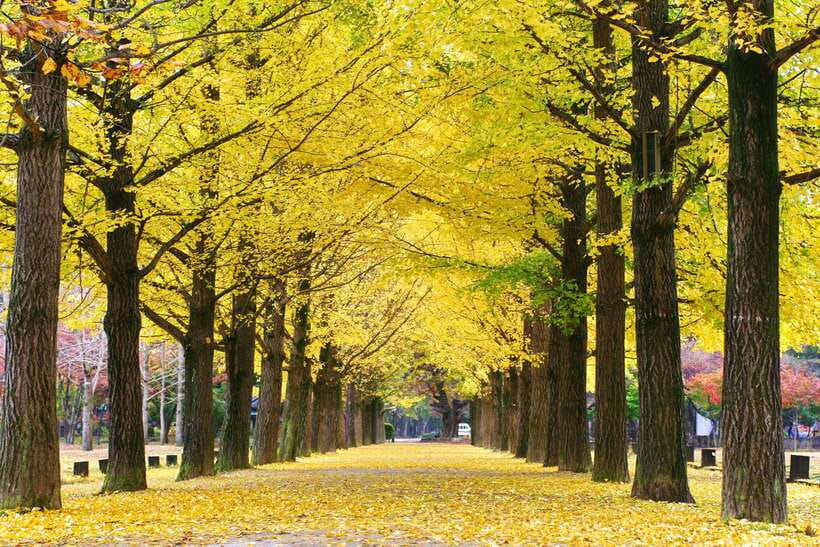 Seoul: Mt.Seorak, Nami Island, No Shopping(+RailBike Option) - Who This Trip Suits Best, and Who Might Feel Unsatisfied