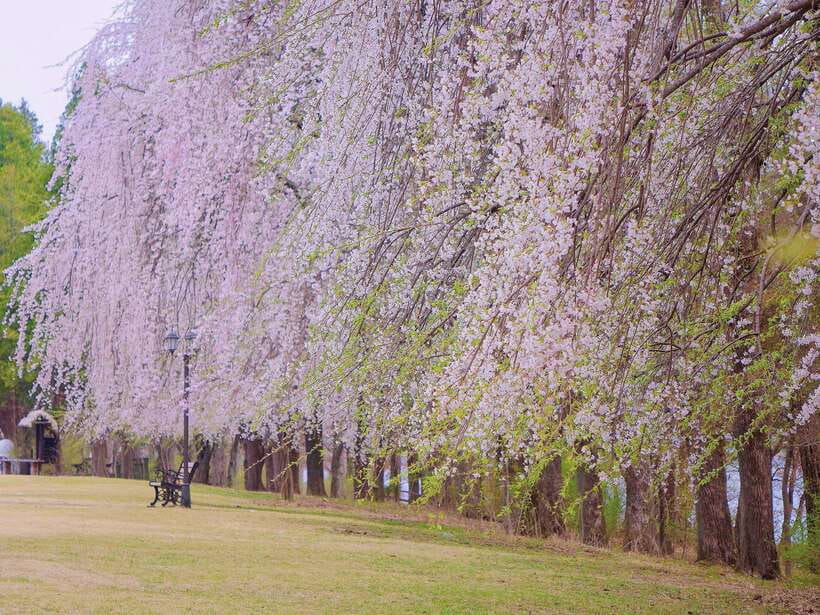 Seoul: Mt.Seorak, Nami Island, No Shopping(+RailBike Option) - Nami Island Reset: Ferry Included, Winter Sonata Nostalgia, and River Walks