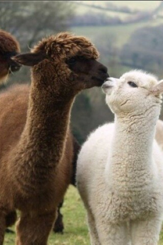 Seoul: Nami and K-Garden with Optional Alpaca Winter Tour - Nami Island in winter: ferry, statues, bikes, and K-drama vibes