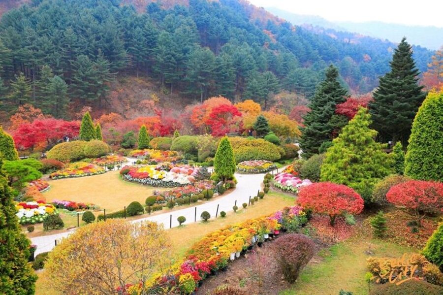 Seoul: Nami and Petite France Tour with Optional K-Garden - Key highlights to look forward to