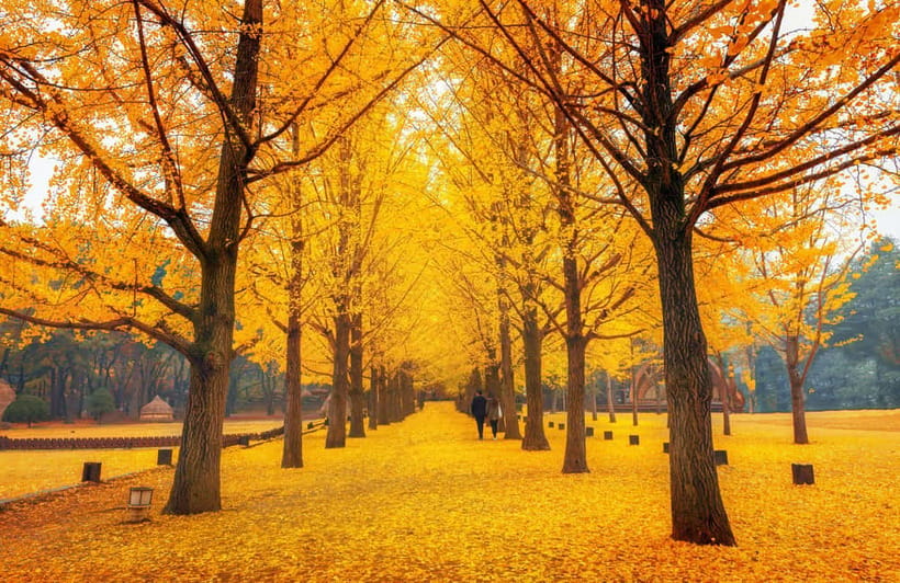 Seoul: Nami Island and Garden of Morning Calm opt Railbike - Nami Island: film-set scenery plus an island built for wandering