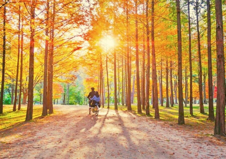 Seoul: Nami, Petite France, Italian Village, Railbike Option - Key highlights to know before you go