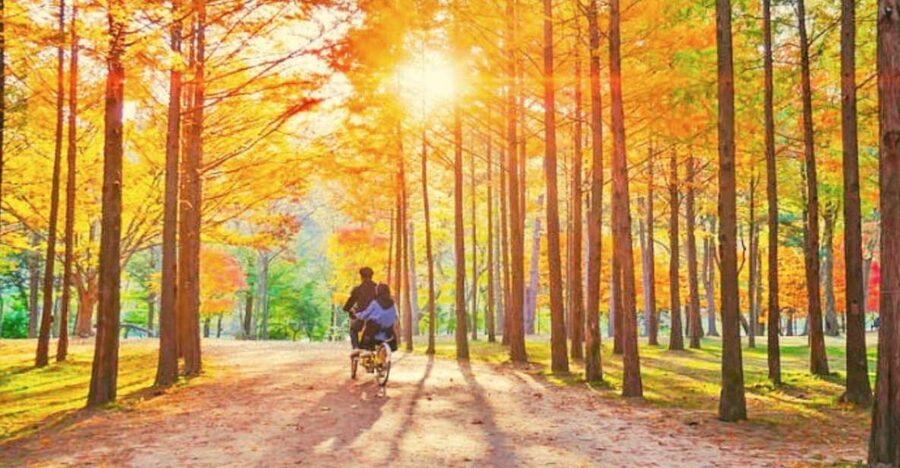 Seoul: Nami, Petite France, Italian Village, Railbike Option - Price and value, where your money is going
