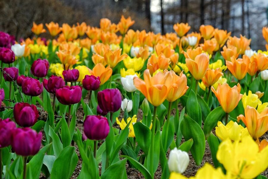 Seoul: Private Customizable Tour to Nami Island and More - Key highlights worth caring about