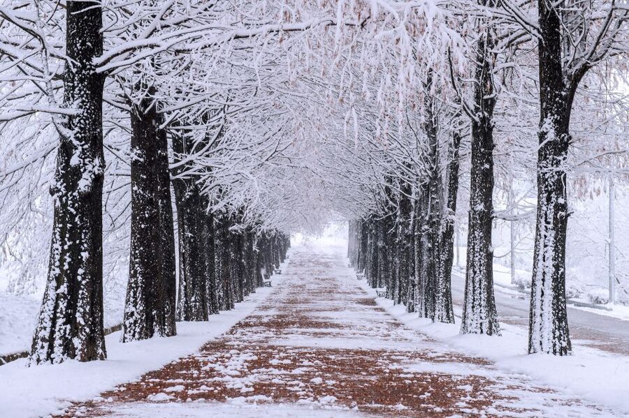 Seoul: Private Customizable Tour to Nami Island and More - Price and value: $470 per group up to 5