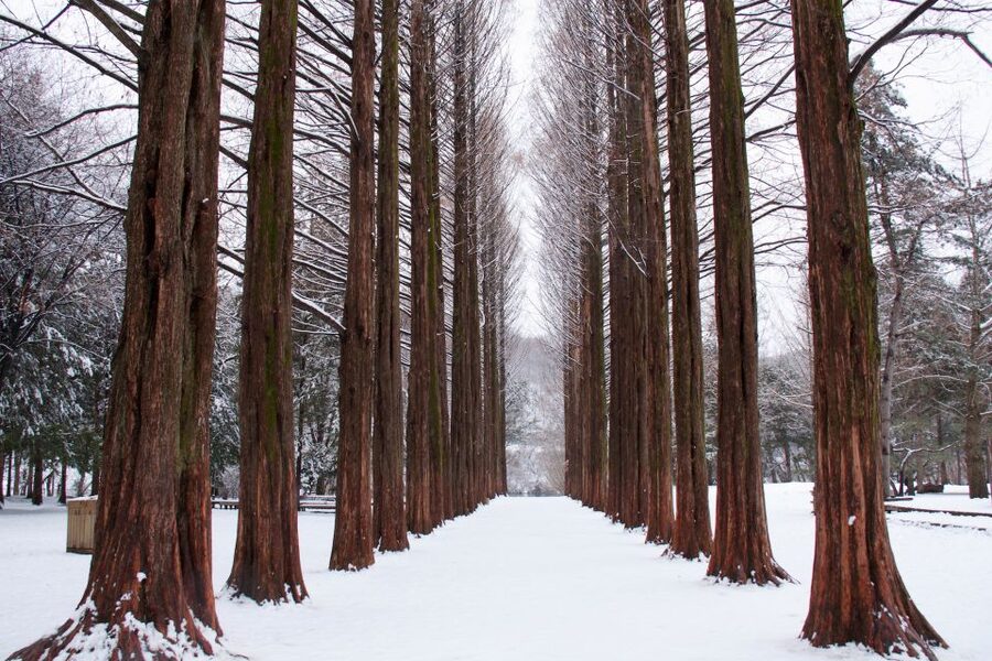 Seoul: Private Customizable Tour to Nami Island and More - Nami Island free time: photos, drama film spots, and seasonal scenery
