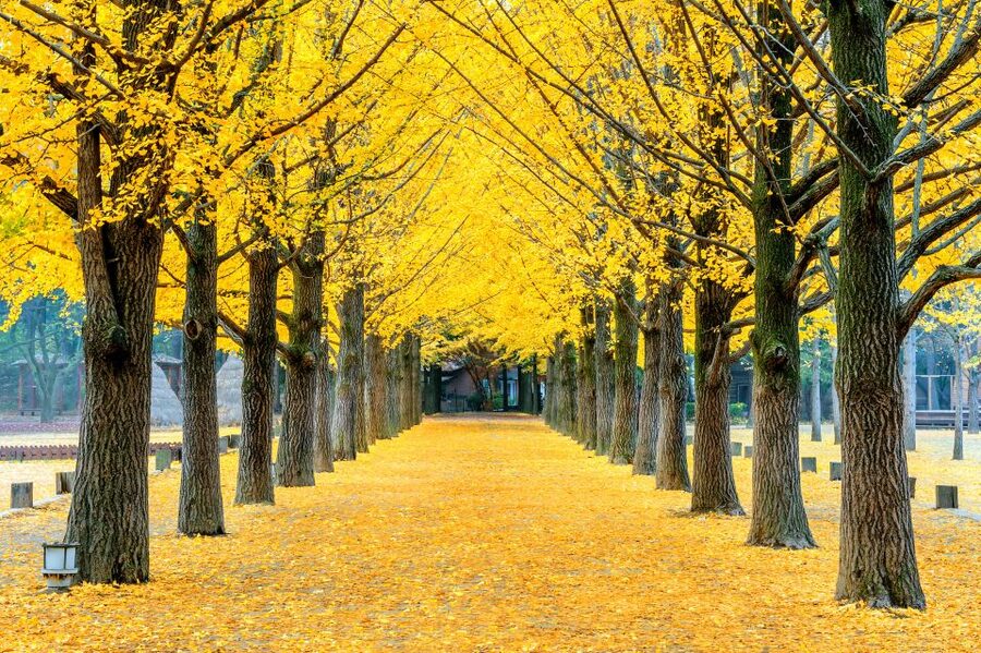 Seoul: Private Customizable Tour to Nami Island and More - How customization really works when you have a full day
