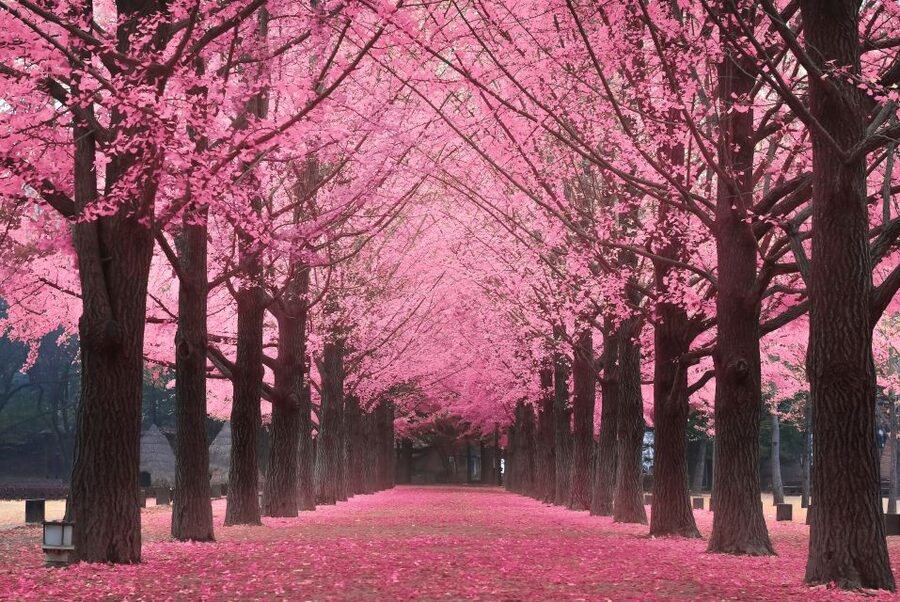Seoul: Private Customizable Tour to Nami Island and More - What to expect from the day’s pace and logistics