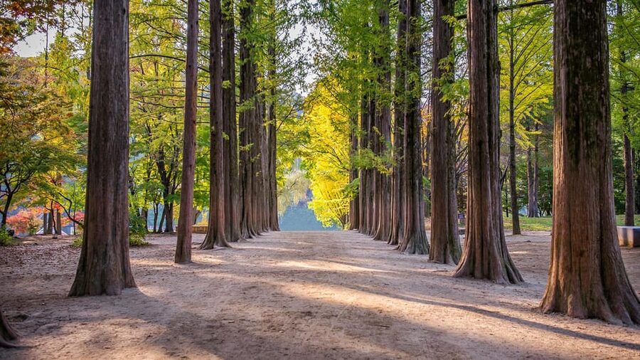 Seoul: Private Tour to Nami Island, Garden, Petite France - Who This Tour Fits Best