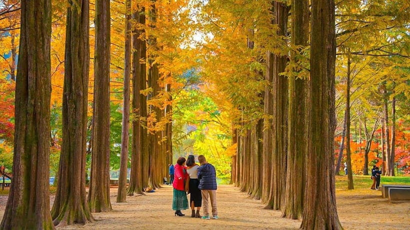 Seoul: Private Tour to Nami Island, Garden, Petite France - Nami Island Walks: Trees, Riverside Paths, and K-Drama Magic