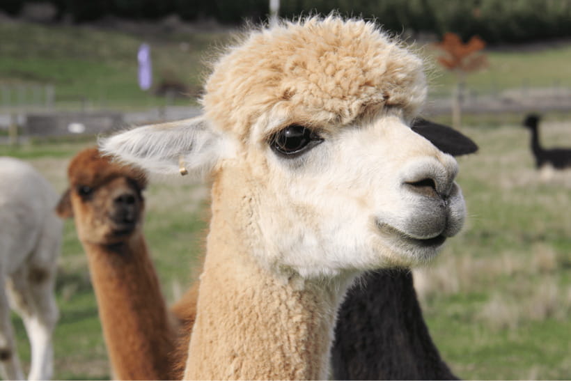 Seoul: Samaksan Cable Car & Nami with Alpaca World/Railbike - Managing the Day Like a Pro: Timing, Lines, and Comfort