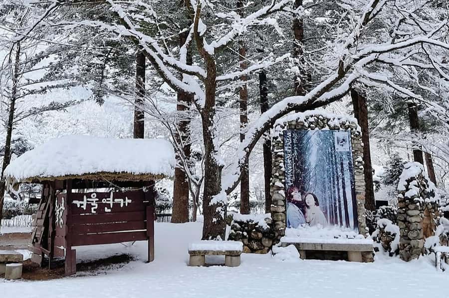 Seoul: Seorak Mountain+Nami Island+Eobi Ice Valley Tour - Nami Island ferry ride and the winter tree walk