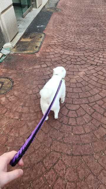 Seoul: Services of a Local for a Day (Paperwork/Tour/Fun) - Neighborhood Walking, Museum Stops, and Less Obvious Routes