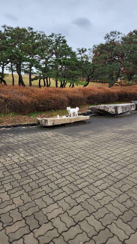 Seoul: Services of a Local for a Day (Paperwork/Tour/Fun) - Who Should Book This Private Local Day in Seoul?