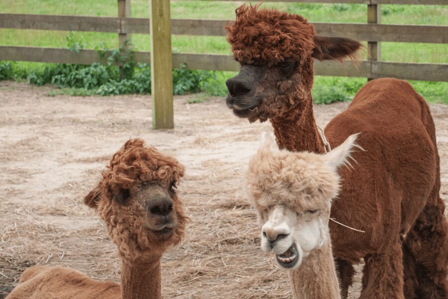 Seoul: SnowyLand in Vivaldi Park with Nami or Alpaca - Nami Island option: winter river paths and easy romance