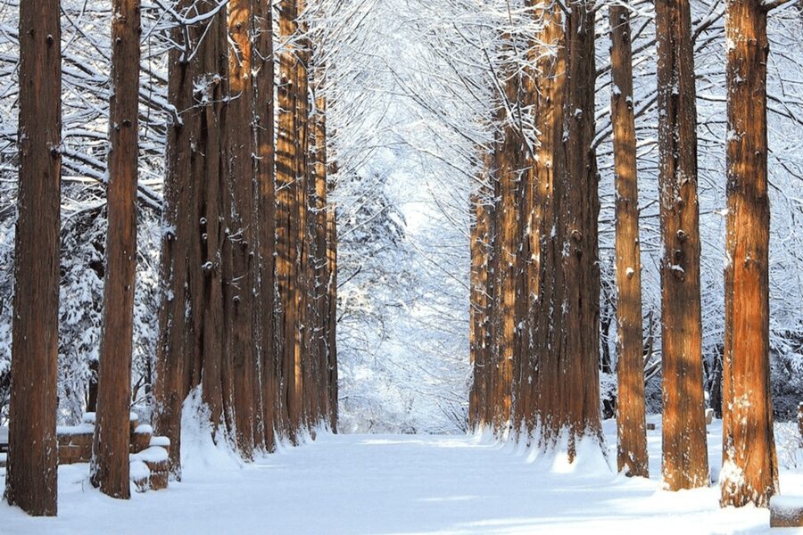 Seoul: SnowyLand in Vivaldi Park with Nami or Alpaca - Lunch realities: when and where to plan meals