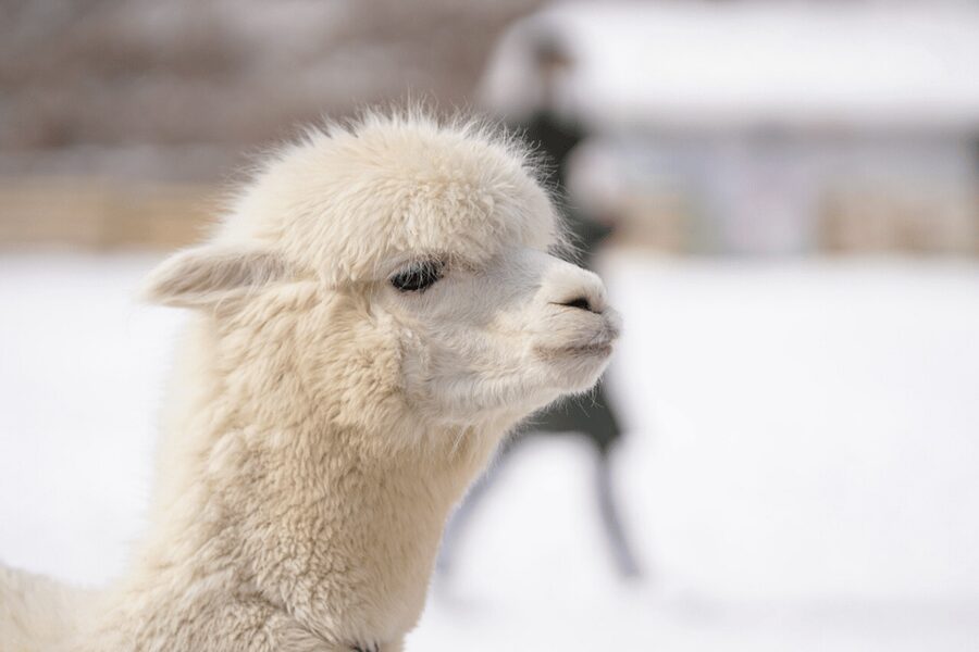 Seoul: SnowyLand in Vivaldi Park with Nami or Alpaca - Price and value: is $70 fair for this full-day mix?