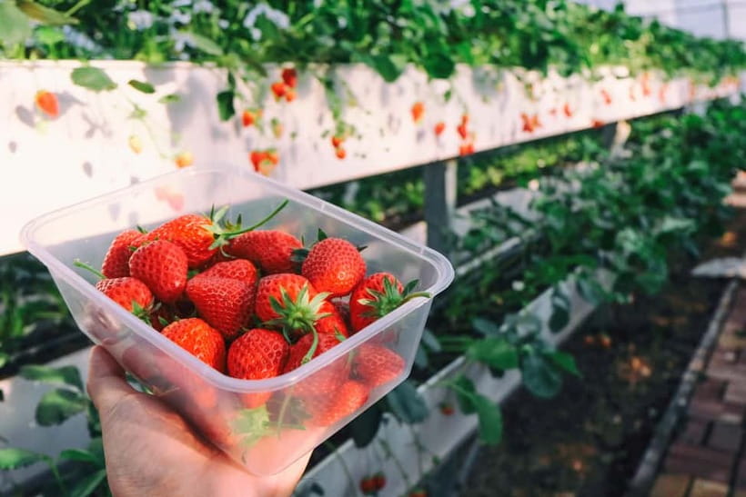 Seoul: Strawberry Picking & Eobi Ice Valley & Nami Island - A Winter Day in Gangwon Built Around Three Big Hits
