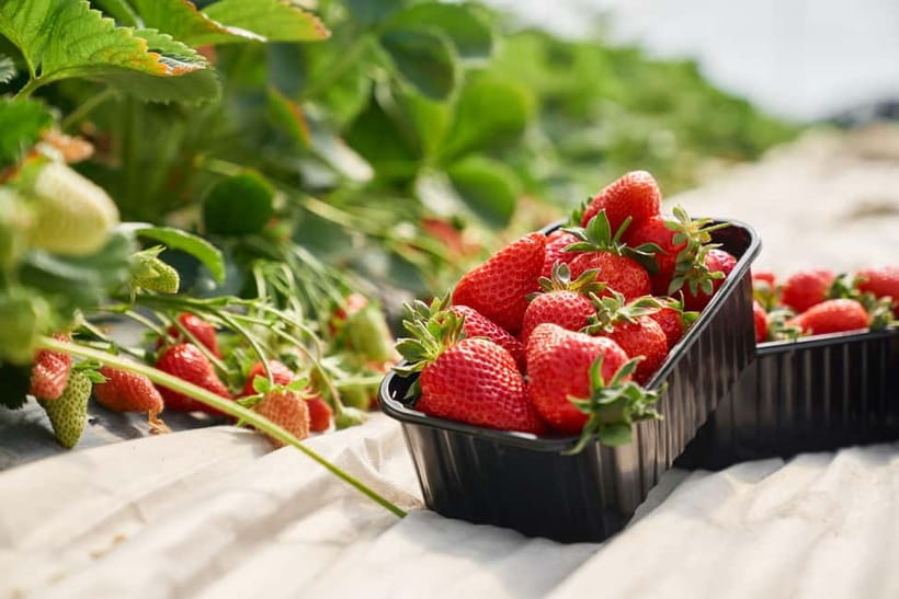Seoul: Strawberry Picking & Eobi Ice Valley & Nami Island - Yangpyeong Stop: A Quick Reset You Might Appreciate