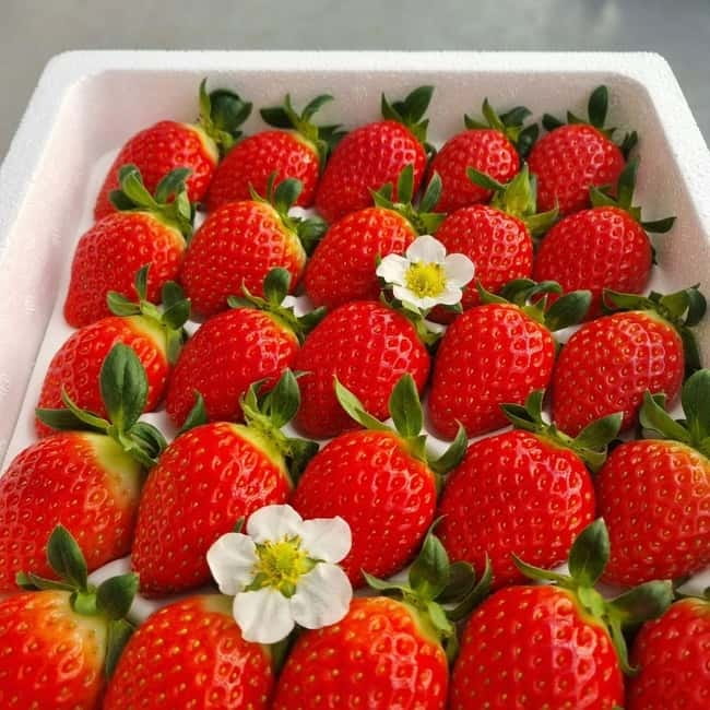 Seoul: Winter Day Tour in Pocheon (+Strawberry Picking) - Key Highlights at a Glance