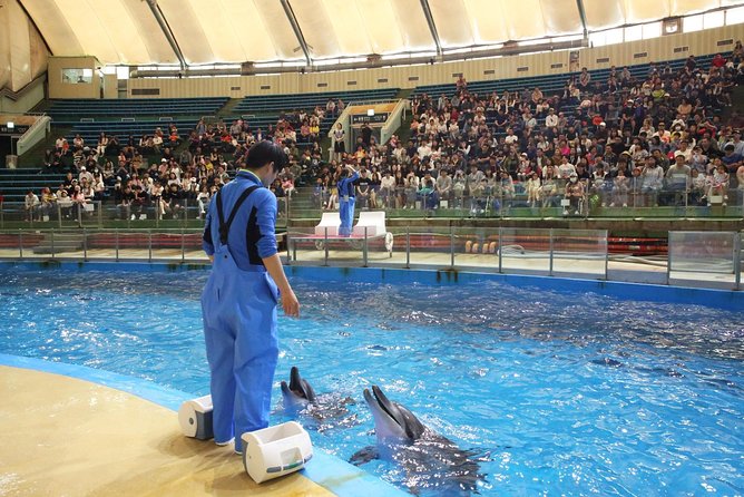 Seoulland & Seoul Zoo Discount Ticket(서울랜드+동물원 패키지 <em>외국인전용) – Seoul Grand Park Zoo: a huge park with 3,000 animals’ /><br />
Seoul Grand Park Zoo is not just a small zoo you pop into. It is part of Seoul Grand Park, an area listed at about <strong>9,157,000㎡</strong>, with themed zones for education, nature, and amusement. You get a mix of big-park walking plus zoo viewing, which is a different experience from compact city zoos.</p>
<p><p>Inside the zoo, the numbers are impressive on paper: almost <strong>3,000 animals</strong> across about <strong>350 species</strong>. It is listed as the <strong>10th largest in the world</strong>, and it is recognized within international animal conservation and species information systems (ISIS and World Zoo Organization).</p>
</p>
<p><p>Here is the practical takeaway. The zoo part is best for visitors who enjoy slow, exploratory time. If you want a fast checklist of animals, this might feel like too much walking to finish everything in a short window. If you enjoy being flexible, it is a strong match because the setting gives you options, not just ticket gates.</p>
</p>
<p><p>Also, the zoo hours change by season, so your day plan should. March to October runs <strong>09:00 to 19:00</strong>, while November to February runs <strong>09:00 to 18:00</strong>. If you are traveling in colder months, you will want to arrive earlier to maximize the zoo window.</p>
</p>
<h2>Winter highlight: included snow sledding and what it means for your day</h2>
<p><img width="669" height="446" decoding="async" src=