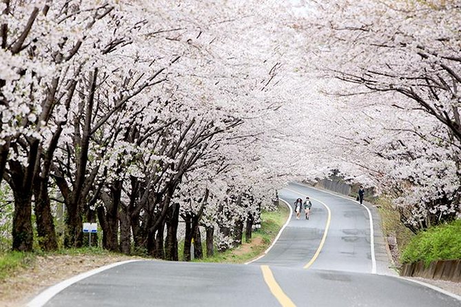 Small Group 7D Korea package Tour with Seoul Gyeongju Busan Jeju - Why this Seoul, Jeju, Busan, Gyeongju, DMZ route works