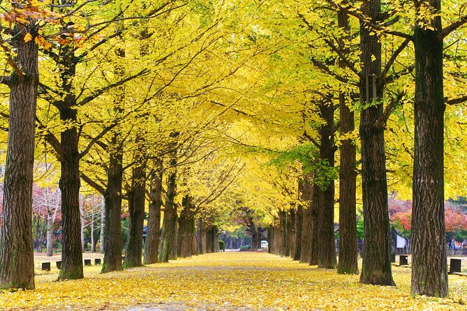 Special Private Tour Nami Island, Rail Bike, Petite France - Price and What You Actually Get for $275